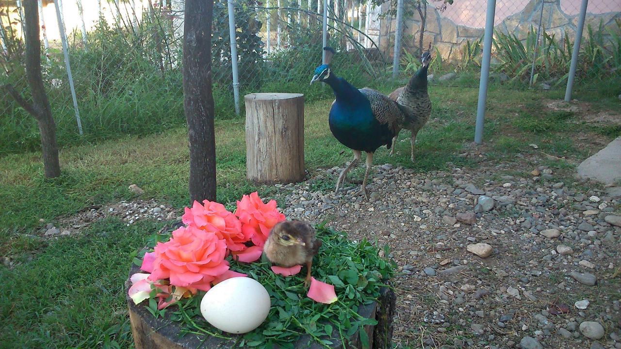 Paradise Hotel Madzharovo Bagian luar foto